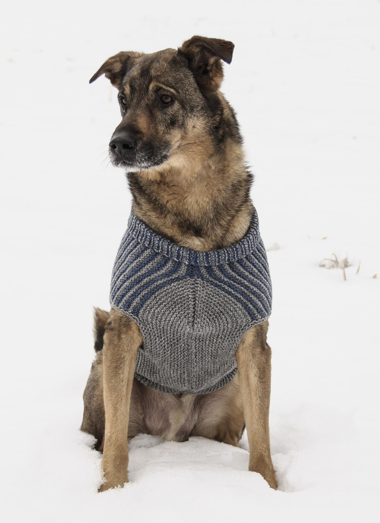 Blue Sky Pattern: Bird Island Dog Sweater